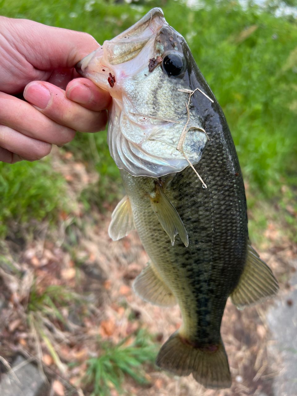 ラージマウスバス