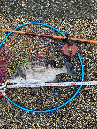 クロダイの釣果