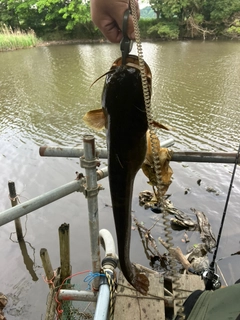 ニホンナマズの釣果