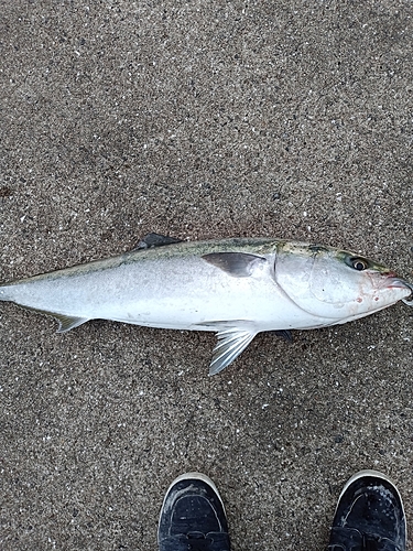 ブリの釣果