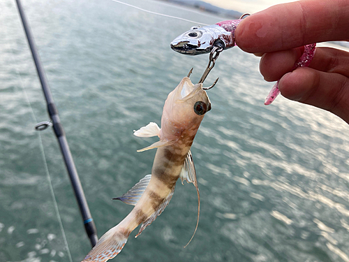 ハゼの釣果