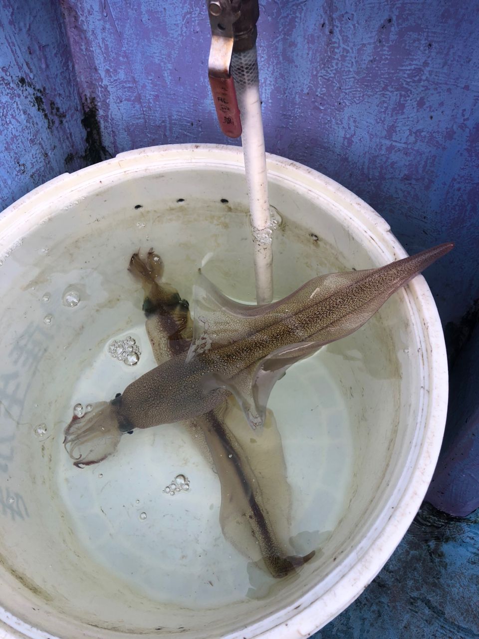 まにょん♪さんの釣果 2枚目の画像