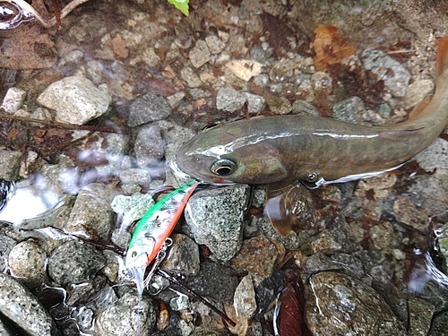 イワナの釣果