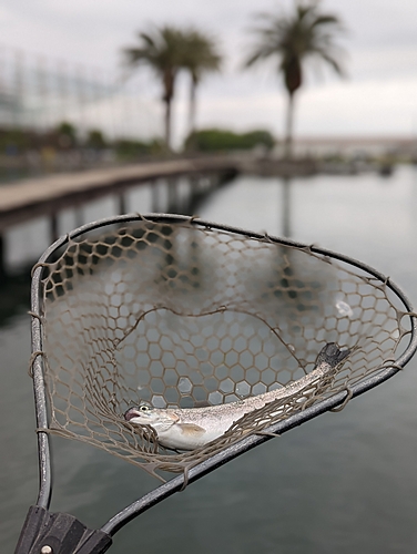 ニジマスの釣果