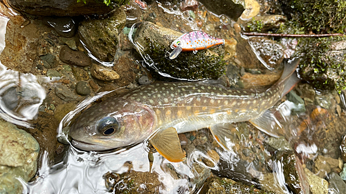 イワナの釣果