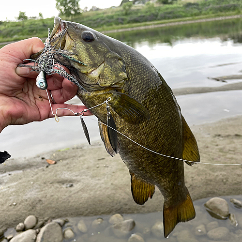 スモールマウスバスの釣果