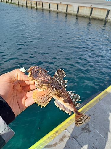 カジカの釣果