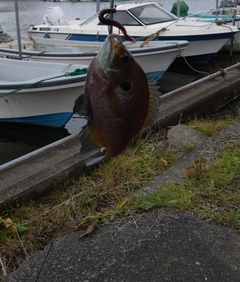 ブルーギルの釣果