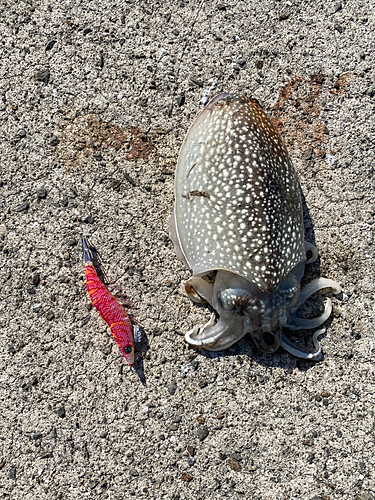 シリヤケイカの釣果