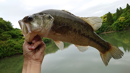 ラージマウスバスの釣果