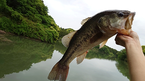 ラージマウスバスの釣果