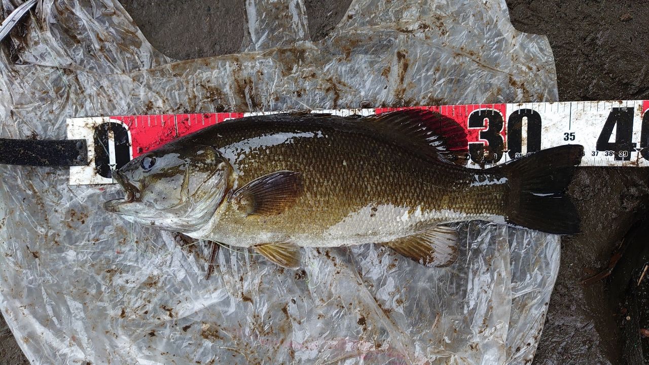 スモールマウスバス