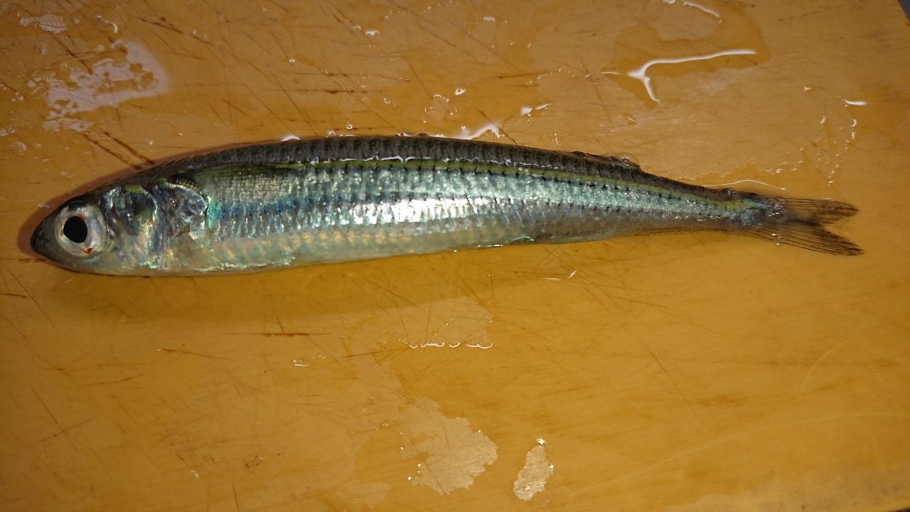 トウゴロウイワシ