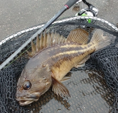 シマソイの釣果