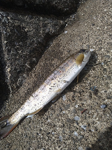 アマゴの釣果