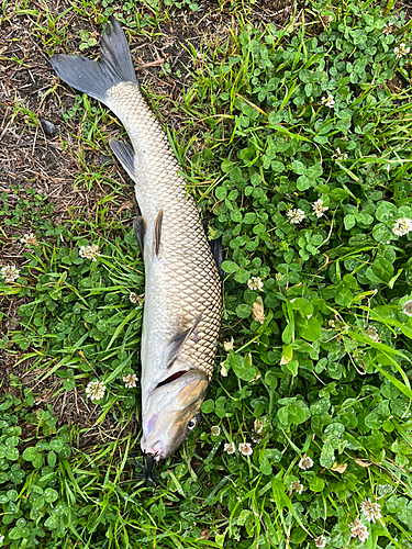 ニゴイの釣果