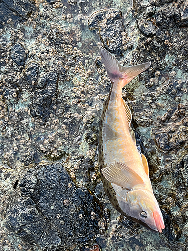 ホッケの釣果