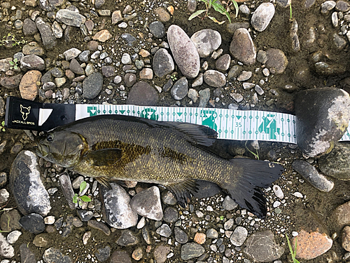 スモールマウスバスの釣果