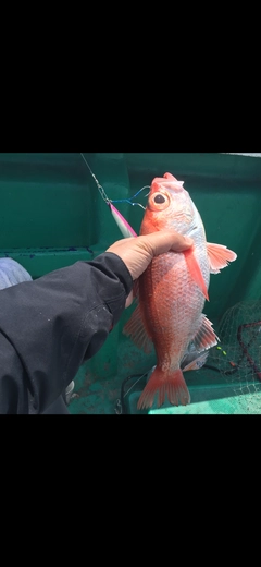 アカムツの釣果