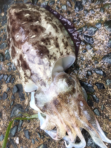 モンゴイカの釣果