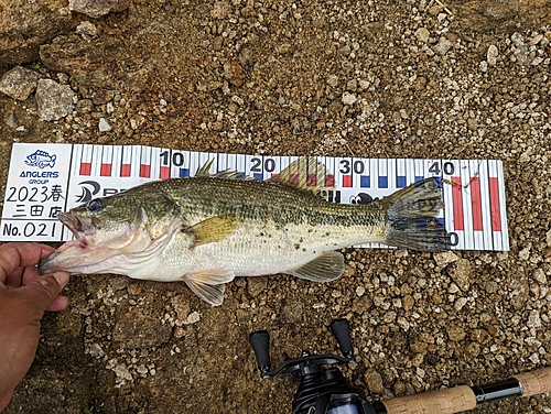 ブラックバスの釣果