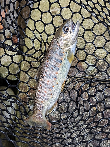 アマゴの釣果