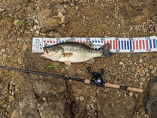 ブラックバスの釣果