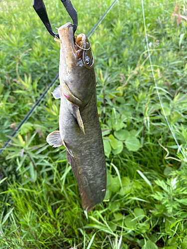 ニホンナマズの釣果