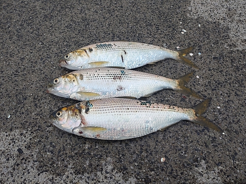 コノシロの釣果