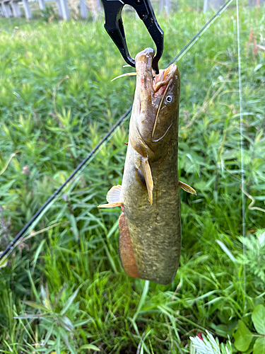 ニホンナマズの釣果