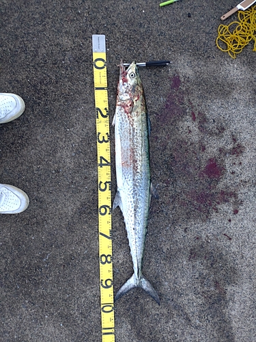サワラの釣果