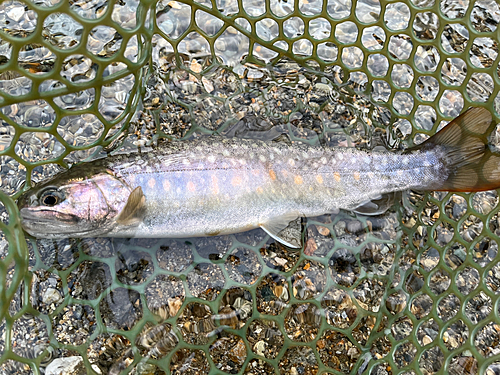 イワナの釣果