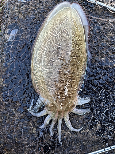 コウイカの釣果