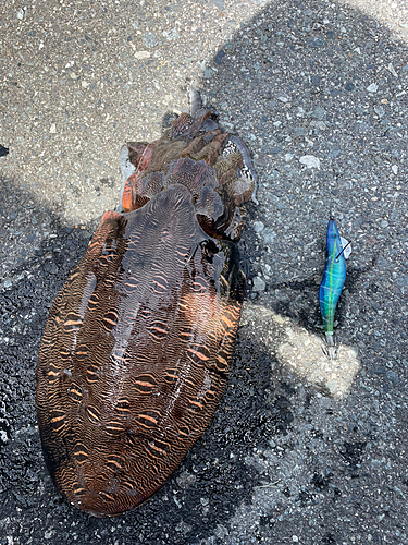 モンゴウイカの釣果