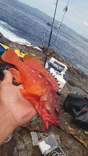 アカハタの釣果