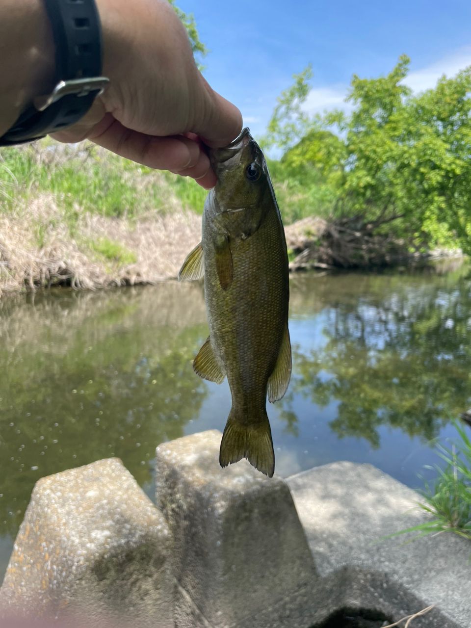 スモールマウスバス