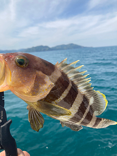 アオハタの釣果