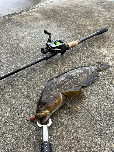 アイナメの釣果