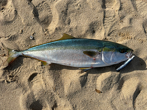 ハマチの釣果