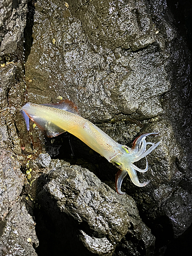 ヤリイカの釣果