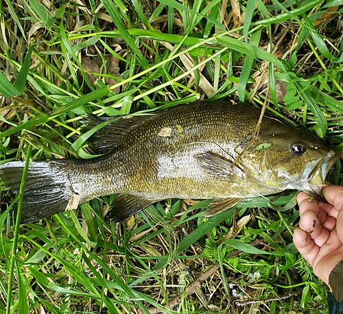 スモールマウスバスの釣果