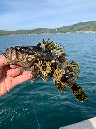 タケノコメバルの釣果