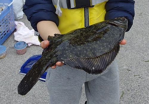 クロガシラガレイの釣果