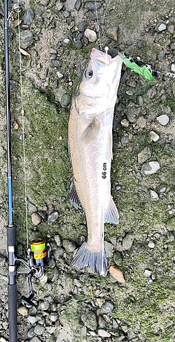 シーバスの釣果