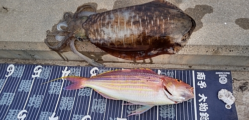 イトヨリダイの釣果