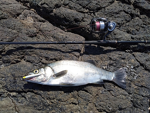 ヒラスズキの釣果