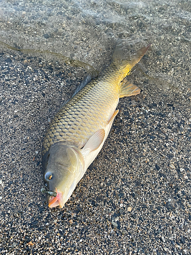 コイの釣果