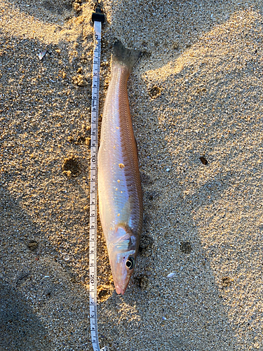 シロギスの釣果