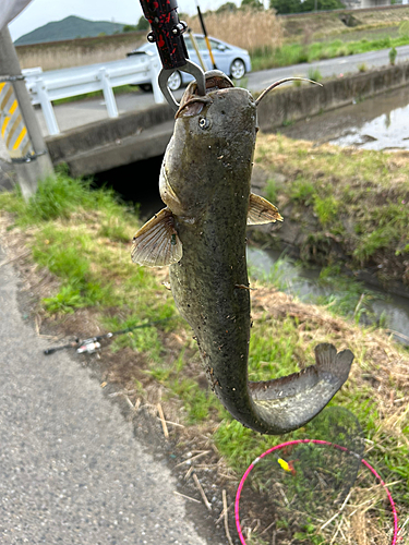 ナマズの釣果