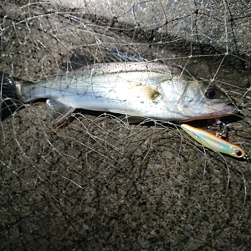 セイゴ（マルスズキ）の釣果